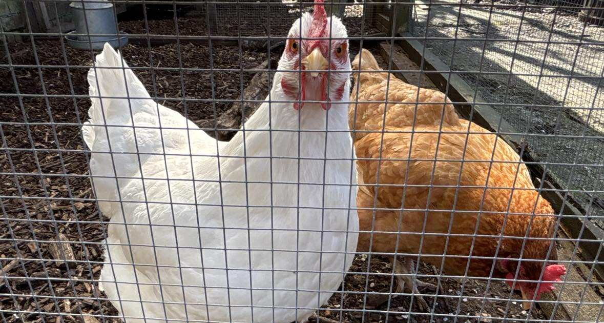 Cultivating Futures: Our journey into permaculture