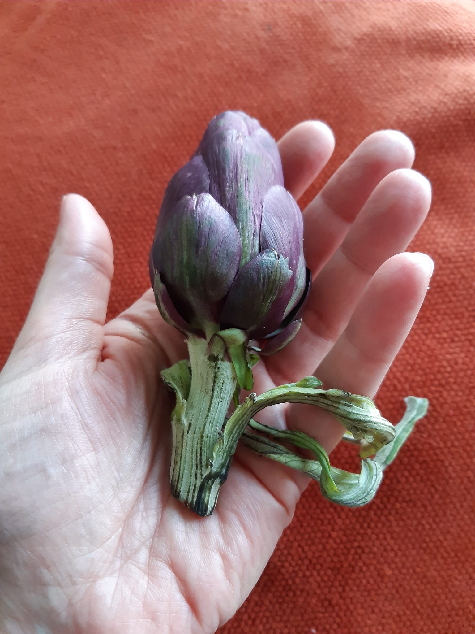 Adding new plants to our living language repertoire