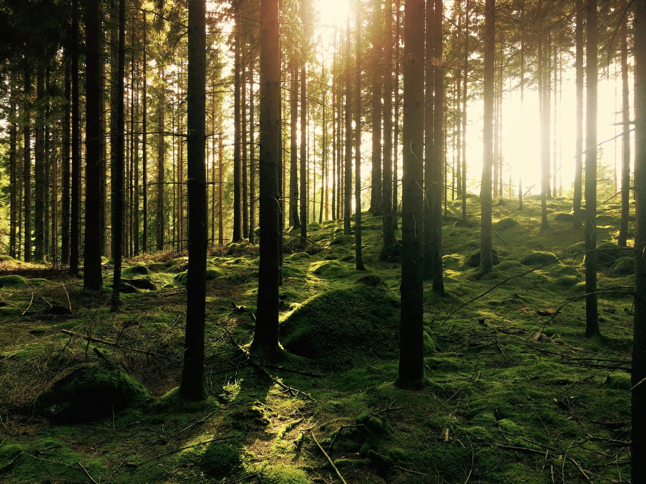 When nature begins to heal…